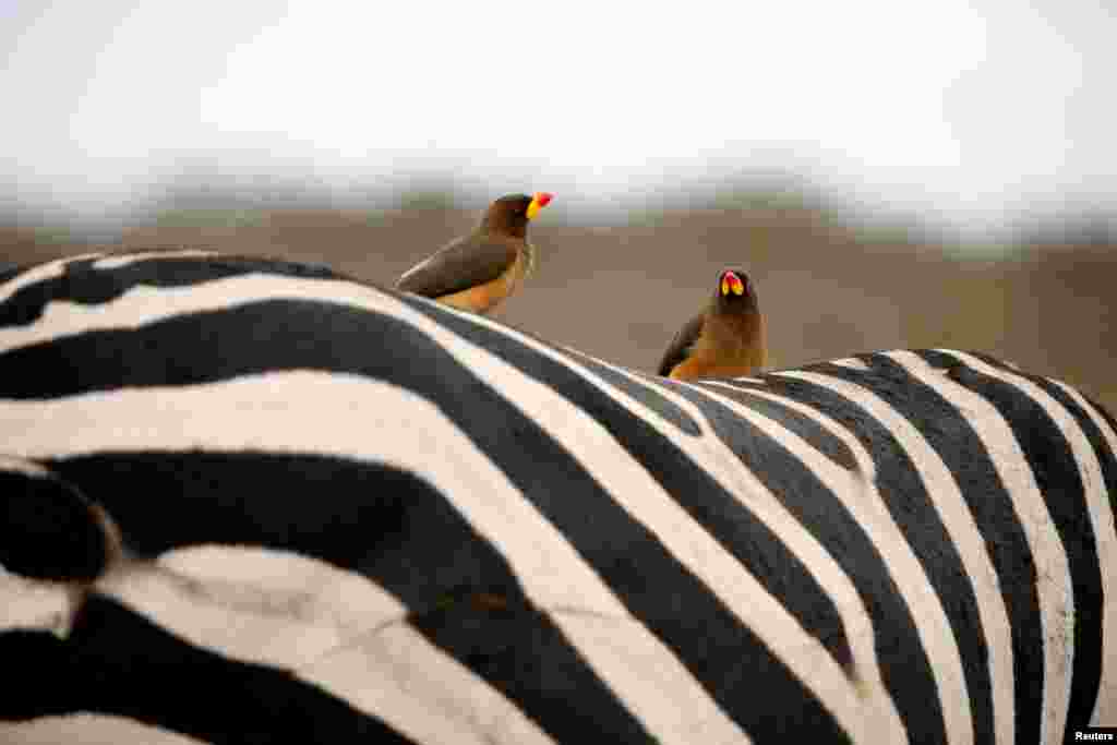 Birds sit on the back of a zebra in Nairobi National Park, Kenya, November 21, 2018.