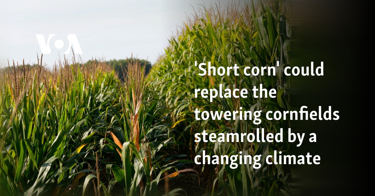 ‘Short corn’ could replace the towering cornfields steamrolled by a changing climate