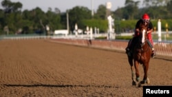Kuda pacu "California Chrome", pemenang kejuaraan Kentucky Derby dan Preakness Stakes tahun 2014, berlatih di Belmont Park, Elmont, New York (6/6).