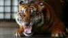Harimau Sumatera Terkam Pekerja di Perkebunan Kelapa Sawit