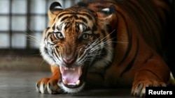 A Sumatran tiger growls at the Sumatra Tiger Rescue Center compound, inside Tambling Wildlife Nature Conservation (TWNC), near Bandar Lampung, the southern tip of Sumatra island, Feb. 25, 2013. 