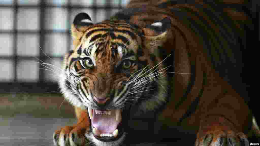 Un tigre de Sumatra, dans&nbsp;​le &quot;Tiger Rescue Center Compound&quot;, Sumatra, 25 février 2015.