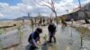 Sering Alami Banjir Rob, Warga Donggala Tanam Seribu Bibit Pohon Bakau