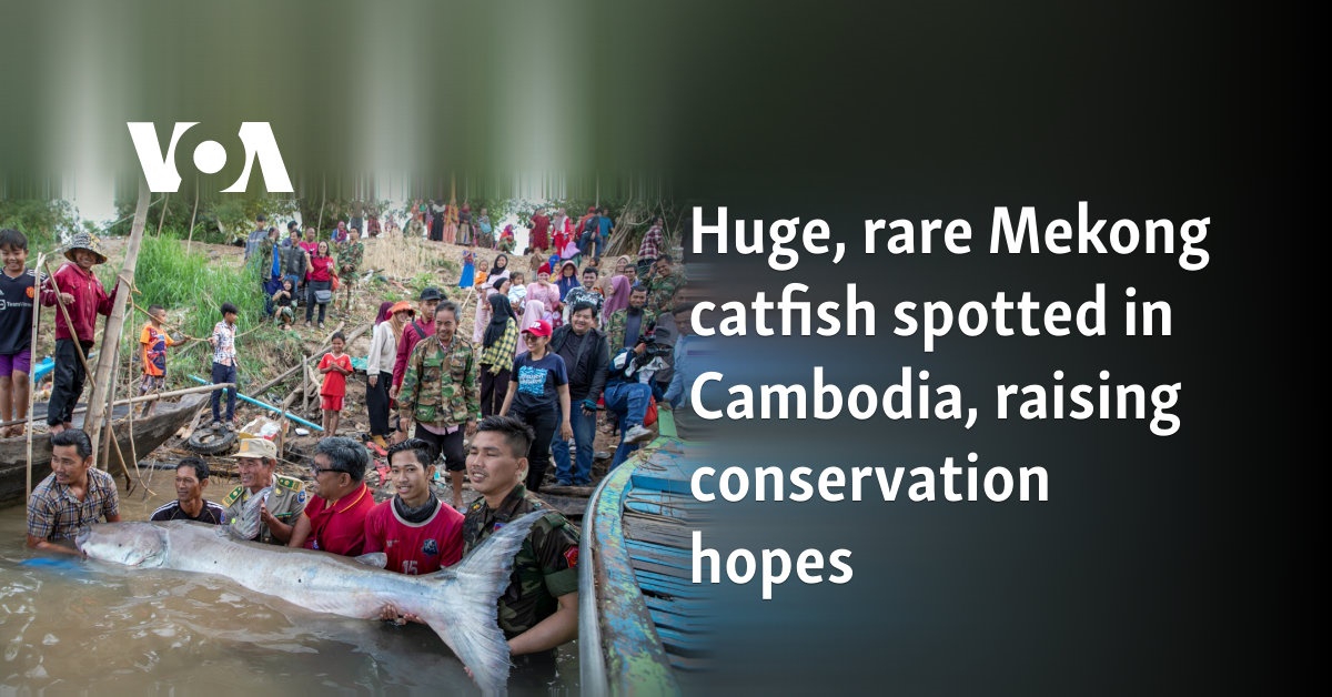 Huge, rare Mekong catfish spotted in Cambodia, raising conservation hopes 