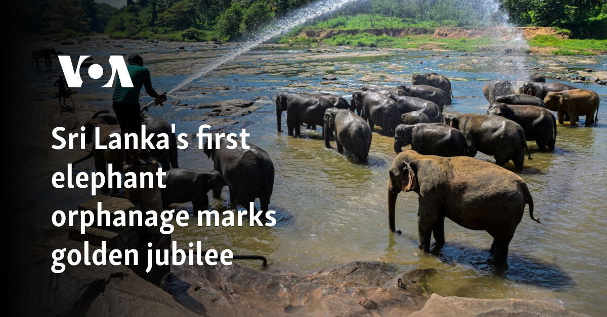 Sri Lanka's first elephant orphanage marks golden jubilee