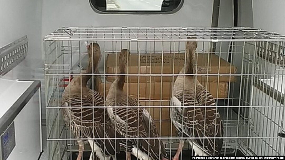 Zaplenjene divlje guske u kući predsednika Lovačkog društva. (Foto: Pokrajinski sekretarijat za urbanizam i zaštitu životne sredine)