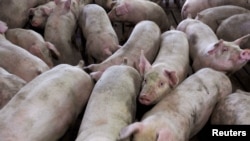 FILE - A group of pigs from Cher Pork Farms is seen in Lone Rock, Iowa, August 28, 2018. 