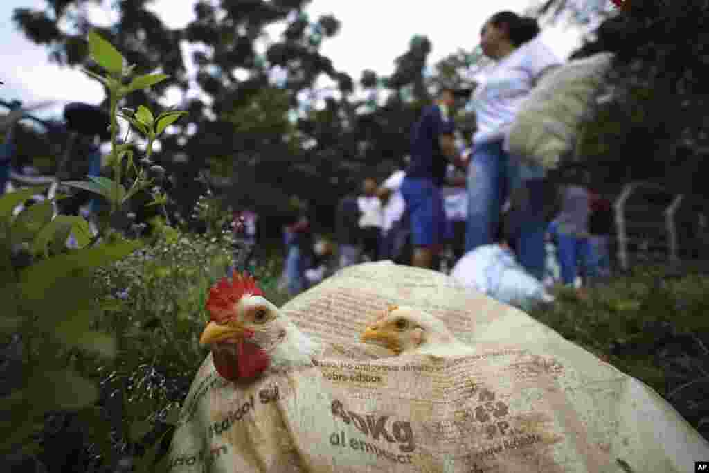 Chickens sit in a bag after they were brought by Venezuelans who crossed the river to Arauquita, Colombia. Venezuelans are seeking shelter in Colombia this week following clashes between Venezuela&#39;s military and a Colombian armed group.