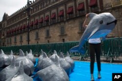 FILE - In this July 8, 2017 file photo, a woman with the World Wildlife Fund carries a paper mache replica of the vaquita marina during an event in front of the National Palace calling on the government to take additional steps to protect the marine mammal, in Mexico City.