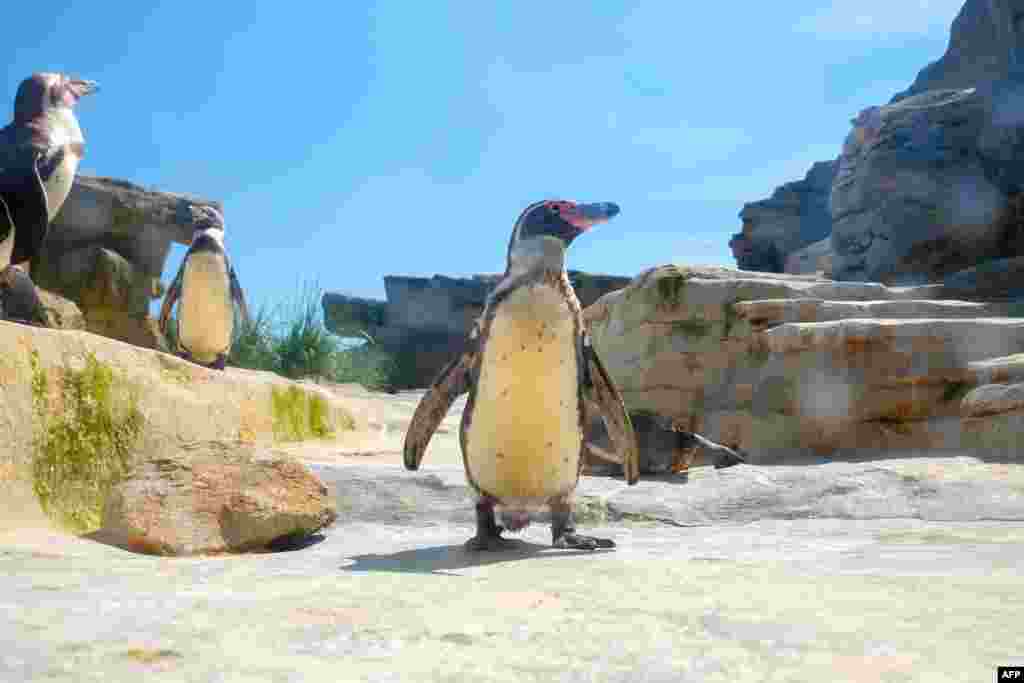 تصویری از پنگوئن های آمریکای جنوبی در باغ وحشی در آلمان &nbsp;