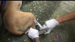 ရန်ကုန်မြို့ ခွေးလေခွေးလွင့် ထိန်းသိမ်းဖို့ စလုပ်နေ