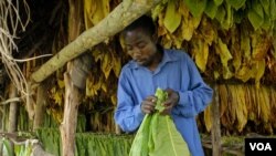 Un biocarburant à base de tabac offre des perspectives attrayantes pour les producteurs africains (VOA)