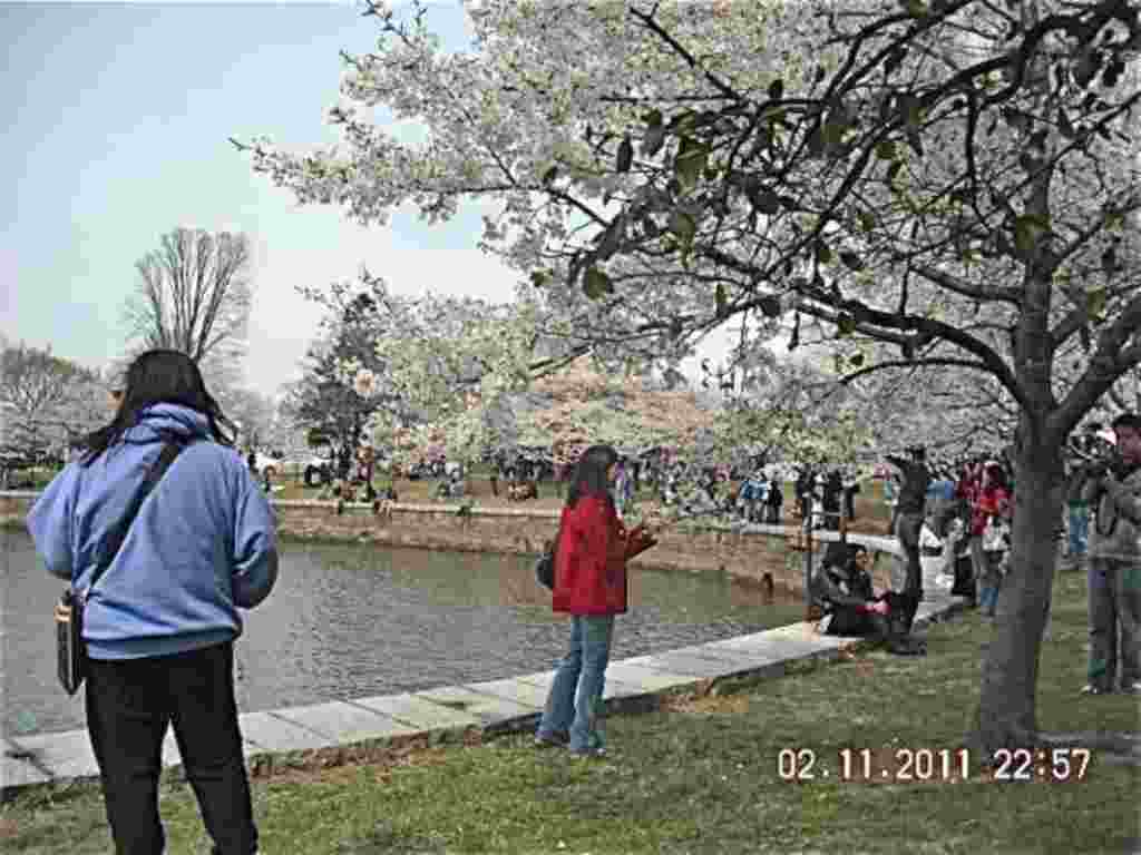 فستیوال شکوفه های گیلاس در واشنگتن ۲۰۱۱