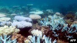 FILE - An undated handout photo received from ARC Centre of Excellence for Coral Reef Studies, April 19, 2018, shows a mass bleaching event of coral on Australia's Great Barrier Reef. (Mia Hoogenboom) 