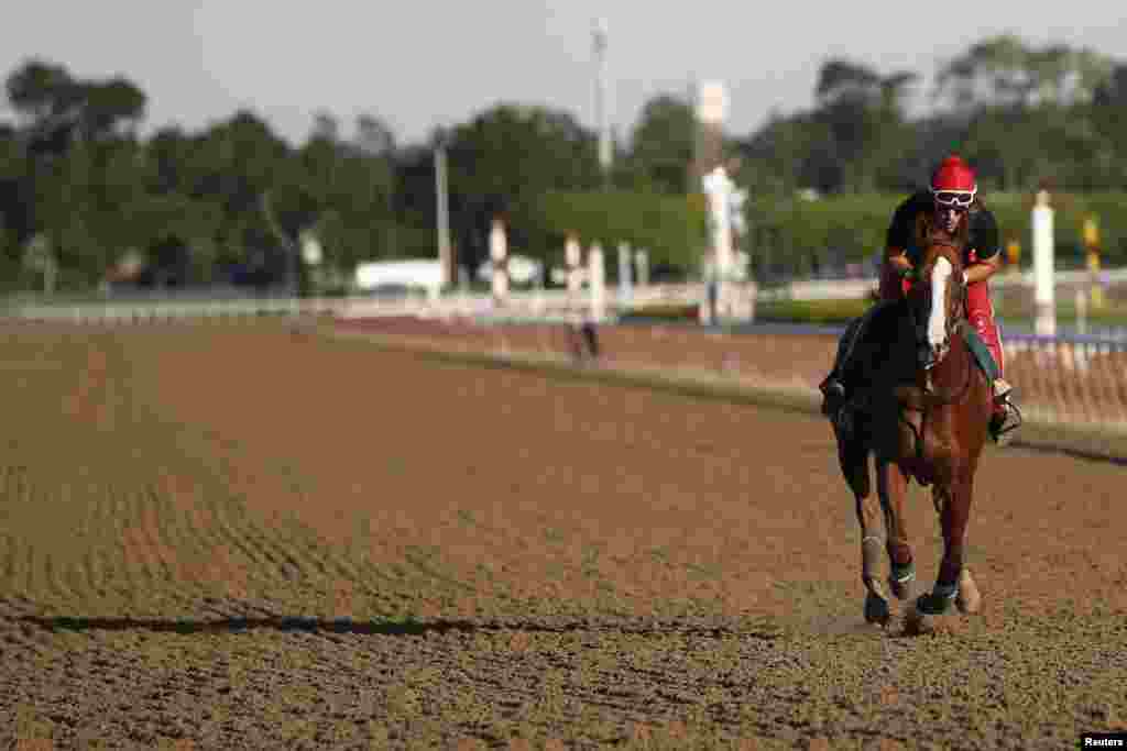 California Chrome, con ngựa chiến thắng trong cuộc đua ngựa Kentucky Derby và Preakness Stakes 2014, trong buổi tập luyện sáng tại Belmont Park ở Elmont, New York. 