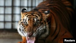 Harimau Sumatera di kompleks Pusat Penyelamatan Harimau Sumatera, di Tambling Wildlife Nature Conservation (TWNC), dekat Bandar Lampung, ujung selatan pulau Sumatra, 25 Februari 2013. (Foto: dok).