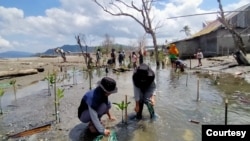 Warga desa Lompio, Kecamatan Sirenja, Donggala Sulawesi Tengah melakukan penanaman bibit bakau di pesisir pantai, Minggu (23/8). Pohon bakau diharapkan dapat memecah gelombang ombak saat desa itu mengalami banjir rob. (Foto: David Lamanyuki/Penabulu Palu)