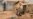 UN: Central African Republic Abuses May be Crimes Against Humanity
