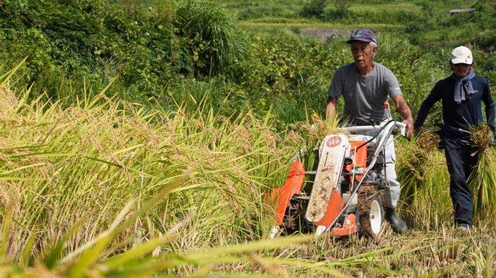 New Rice May Help Farmers in Japan Face Climate Change