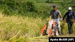 A farmer operates a harvester machine on a rice terrace during harvest in Kamimomi village, Okayama prefecture, Japan on Sept. 7, 2024. (AP Photo/Ayaka McGill)