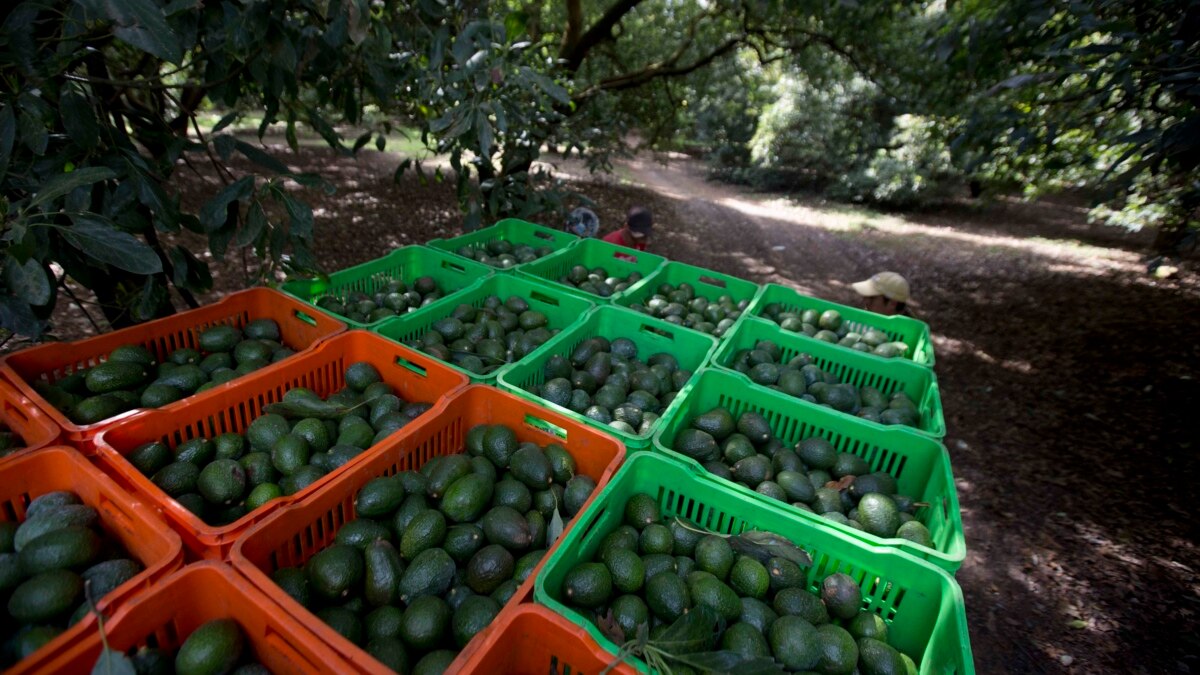 Mexico Deforestation for Avocados Much Higher Than Thought