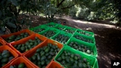 FILE - Avocado boxes are collected an avocado orchard in Michoacan, Mexico, Jan. 16, 2014. 