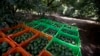 دزدان ۳۰۰هزار دلار میوه «آووکادو» در کالیفرنیا دستگیر شدند