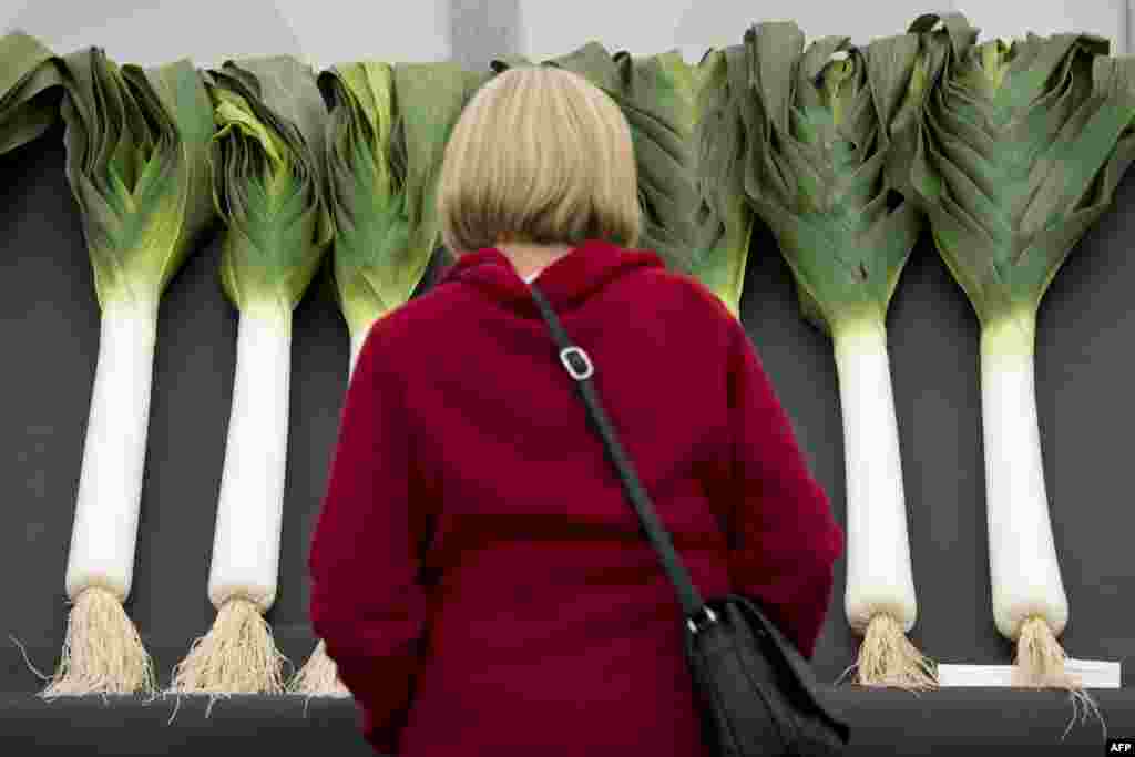 A woman looks at entries in the National Leek Championships at the Harrogate Autumn Flower Show, in northern England.&nbsp; The Harrogate Autumn Flower Show runs from Sept. 18-20, 2015.