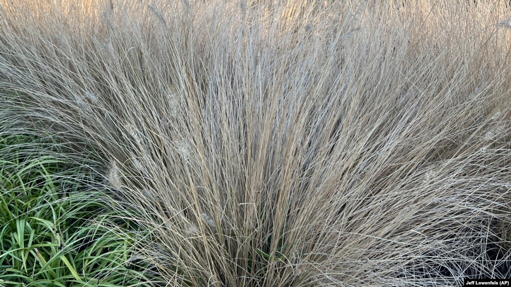 Jeff Lowenfels writes that clumps of African fountain grass can be used to replace standard lawn grass. Tall, clumping grasses are ideal for reducing the size of lawns, a worthy goal this year. (Jeff Lowenfels via AP)