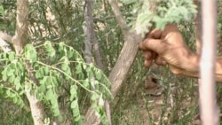 A farmer in Bir Salah checks bark of an acacia tree, which produces coveted gum arabic. (Lisa Bryant/VOA)