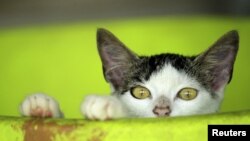 A rescued cat is pictured at the Animal Rescue Asis in San Rafael de Heredia, Costa Rica, May 21, 2015.