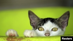 Seekot kucing yang berada di tempat penampungan hewan Asis di San Rafael de Heredia, Kosta Rika, melihat ke arah kamera ketika difoto pada 21 Mei 2015. (Foto: Reuters)