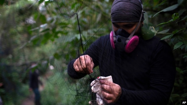 A researcher for Brazil's state-run Fiocruz Institute sets up a net for ensnaring bats in the Atlantic Forest at Pedra Branca state park, near Rio de Janeiro, Tuesday, Nov. 17, 2020. (AP Photo/Silvia Izquierdo)
