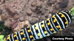 Tumu Bife ka Dankari Bobo Dioulasso, Senenw Finw law, Burkina Faso