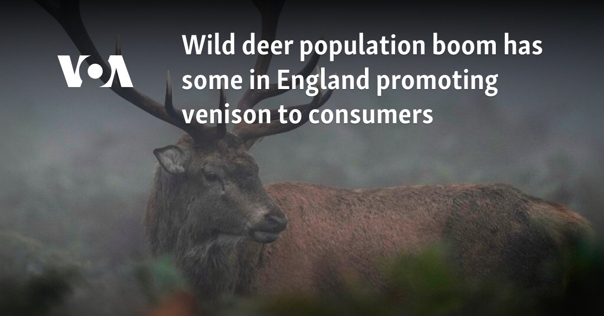 Wild deer population boom has some in England promoting venison to consumers