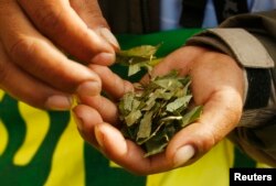 FILE - A coca grower holds coca leaves during a protest in downtown Lima, Peru, Oct. 27, 2009.
