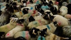 Sheep are herded at the Teagasc Agriculture and Food Development Authority in it's Mellows Campus in Athenry, Ireland, August 31, 2021. (REUTERS/Clodagh Kilcoyne)