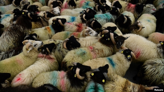 Sheep are herded at the Teagasc Agriculture and Food Development Authority in it's Mellows Campus in Athenry, Ireland, August 31, 2021. (REUTERS/Clodagh Kilcoyne)