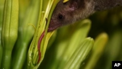 FILE - A Mexican long-nosed bat (Leptonycteris nivalis) feeds on agave nectar in Nuevo Leon, Mexico, in July 2022. (Chris Galloway/Horizonline Pictures/Bat Conservation International via AP)