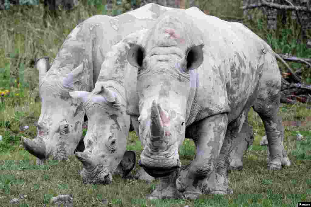Rhinos are seen at the re-opened Zoo Zurich, as Switzerland continues to ease the lockdown measures during the COVID-19 outbreak, in Zurich, June 6, 2020.
