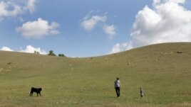 Farmer Joel Bespalko checks cattle on his pasture outside of Fort Qu'Appelle, Saskatchewan, Canada, June 25, 2019. REUTERS/Valerie Zink