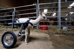 Anak alpaka bernama "Marie Hope" setelah mendapatkan roda khusus berjalan di sebuah peternakan di Freisen, Jerman (7 April 2021).