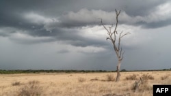 Le parc national de Matusadona, situé près du lac Kariba, abrite de nombreux animaux sauvages, en particulier des lions, des léopards, des éléphants et des buffles.