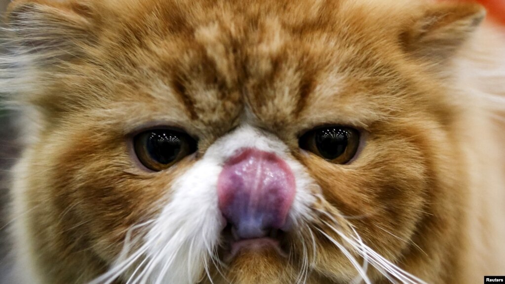 Periset Petik Pelajaran Dari Lidah Kucing