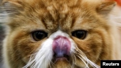 A Persian cat licks its lips during the Catsburg 2016 International cat show in Moscow, Russia, March 6, 2016. REUTERS/Sergei Karpukhin