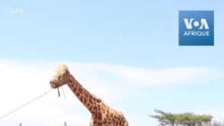 Au Kenya, une girafe sauvée de la montée des eaux sur une île