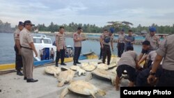 Penyu sisik (Eretmochelys imbricata) jelang diangkut dengan kapal Direktorat Polisi Perairan dan udara (Ditpolairud) Polda Sulawesi Tengah untuk dilepaskan di teluk Palu (10/12/2019) Foto : Humas Polda Sulawesi Tengah