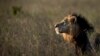 Herders Kill 'World's Oldest Wild Lion'