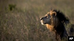 FILE: In this Jan. 25, 2014 photo, a male lion looks out over the savannah at dusk prior to being shot with a tranquilizer dart, in order to fit a GPS-tracking collar, by a team led by the Kenya Wildlife Service (KWS) in Nairobi National Park in Kenya.