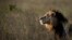 FILE: In this Jan. 25, 2014 photo, a male lion looks out over the savannah at dusk prior to being shot with a tranquilizer dart, in order to fit a GPS-tracking collar, by a team led by the Kenya Wildlife Service (KWS) in Nairobi National Park in Kenya.